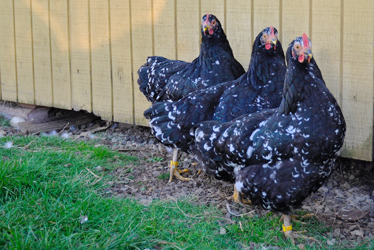 Mottled Java hens