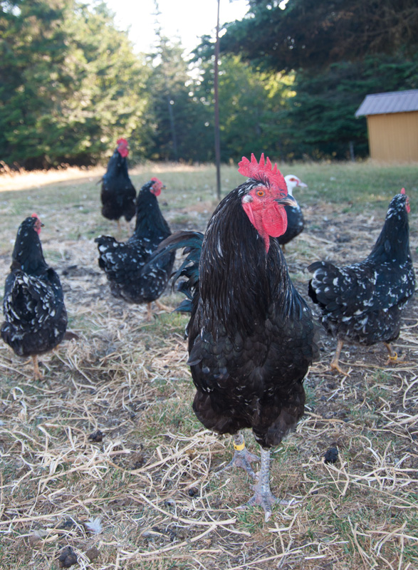 Mottled Java Rooster at Dot Ranch