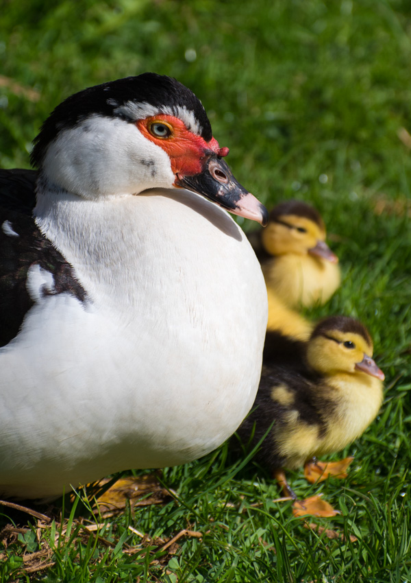 Muscovy Duckling