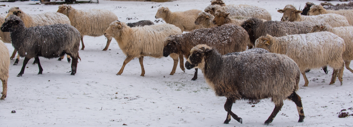 Navajo-Churro Sheep flock at Dot Ranch